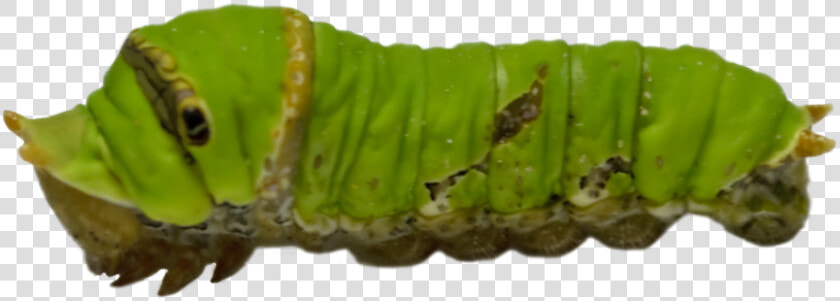 Caterpillar Png Transparent Images   Green Caterpillar Png  Png DownloadTransparent PNG