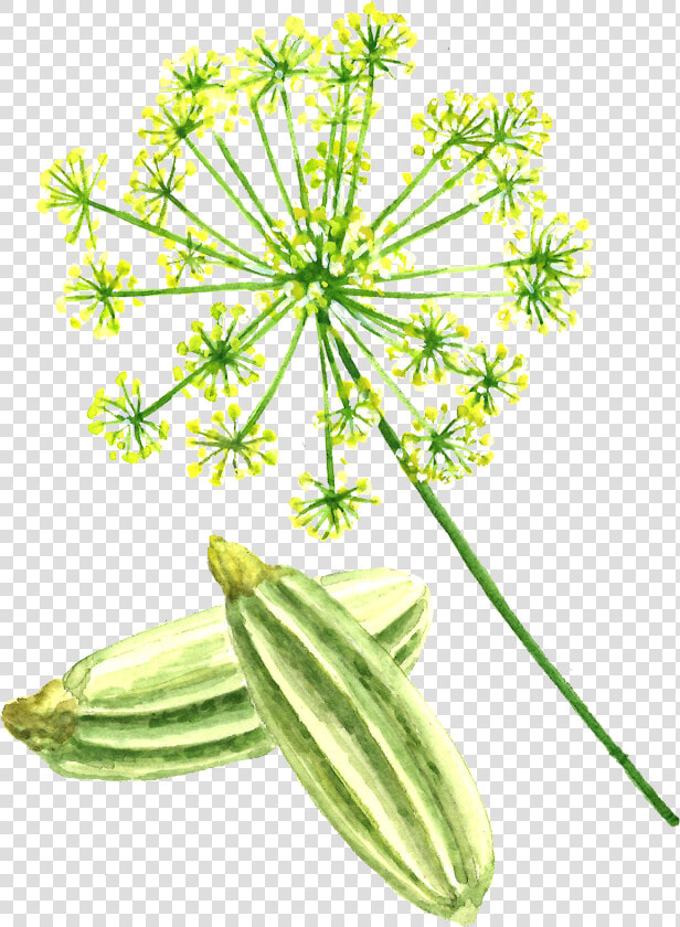 Fennel Seed  HD Png DownloadTransparent PNG