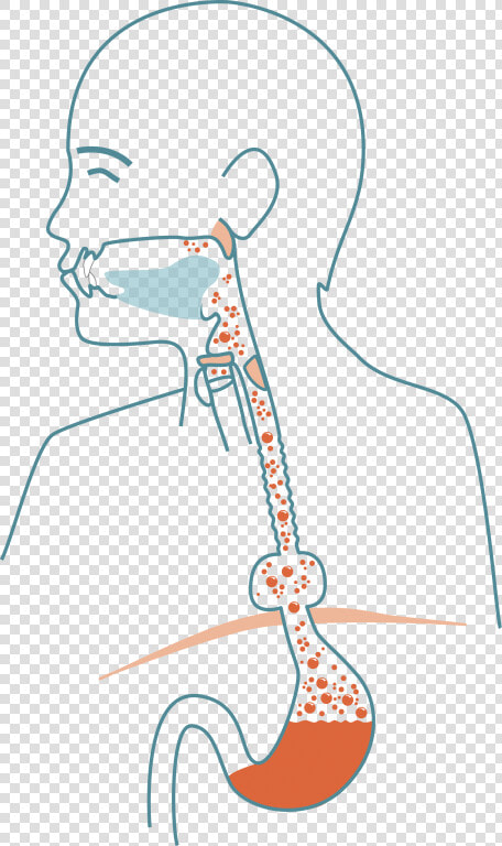 Mouth Clipart Esophagus   Illustration  HD Png DownloadTransparent PNG