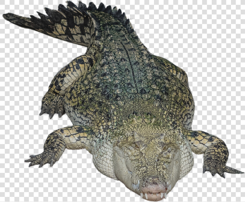 Download Alligator Png Hd   Crocodile With Transparent Background  Png DownloadTransparent PNG