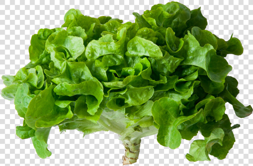 Romaine Lettuce   Png Download   Romaine Lettuce  Transparent PngTransparent PNG