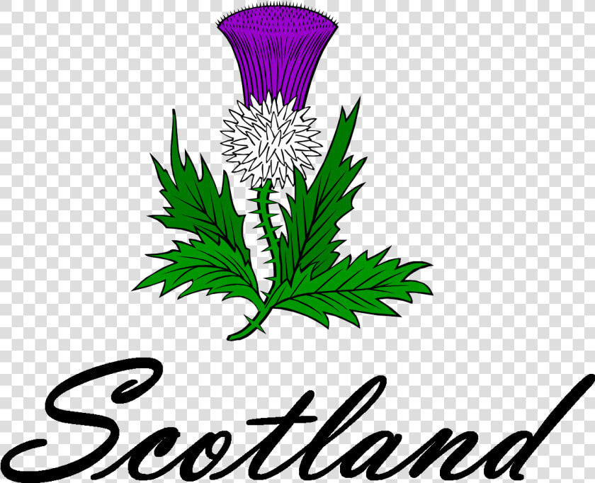 Png Download   Png Download   Clip Art Scottish Thistle  Transparent PngTransparent PNG