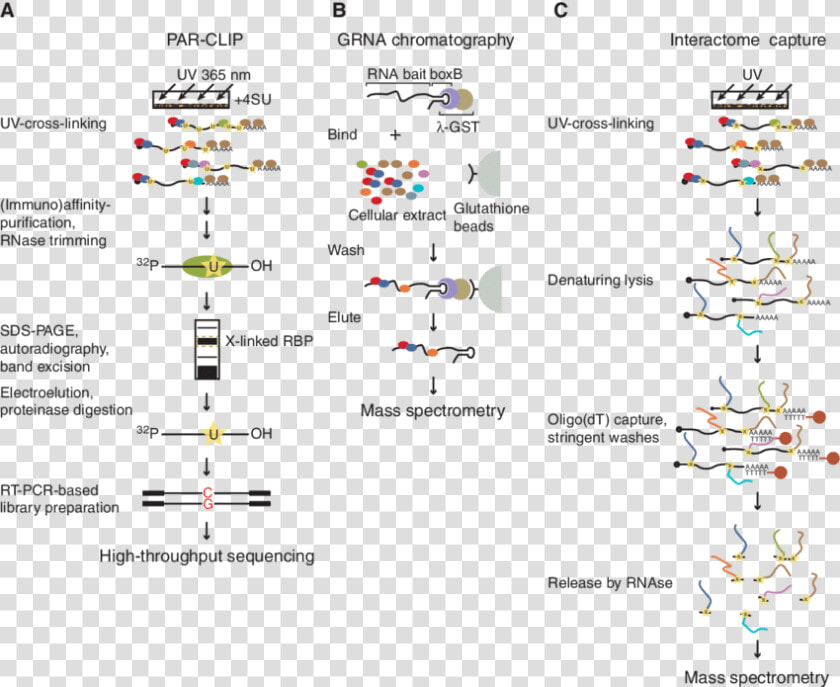 Methods To Study Mrnp   Enhanced Cross Linking Immunoprecipitation  HD Png DownloadTransparent PNG