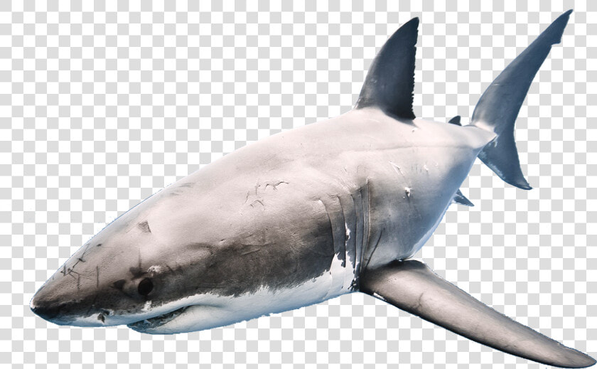 Shark Png Transparent Format   Shark In A Fishbowl  Png DownloadTransparent PNG