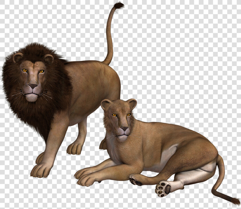 Lion Lioness Wild Free Photo   Lion And Lioness Png  Transparent PngTransparent PNG