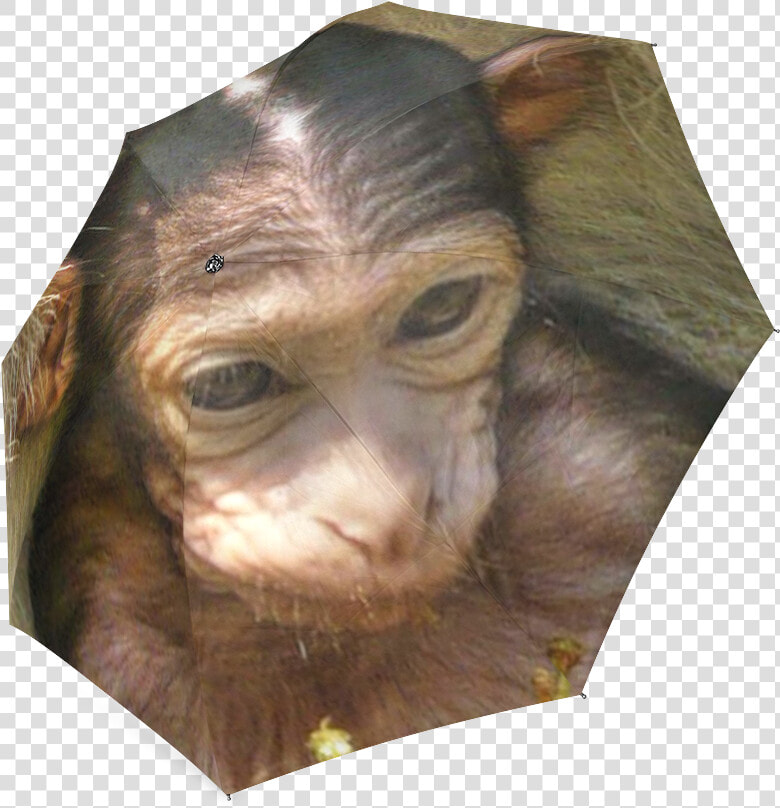 Sweet Baby Monkey Foldable Umbrella   Common Chimpanzee  HD Png DownloadTransparent PNG