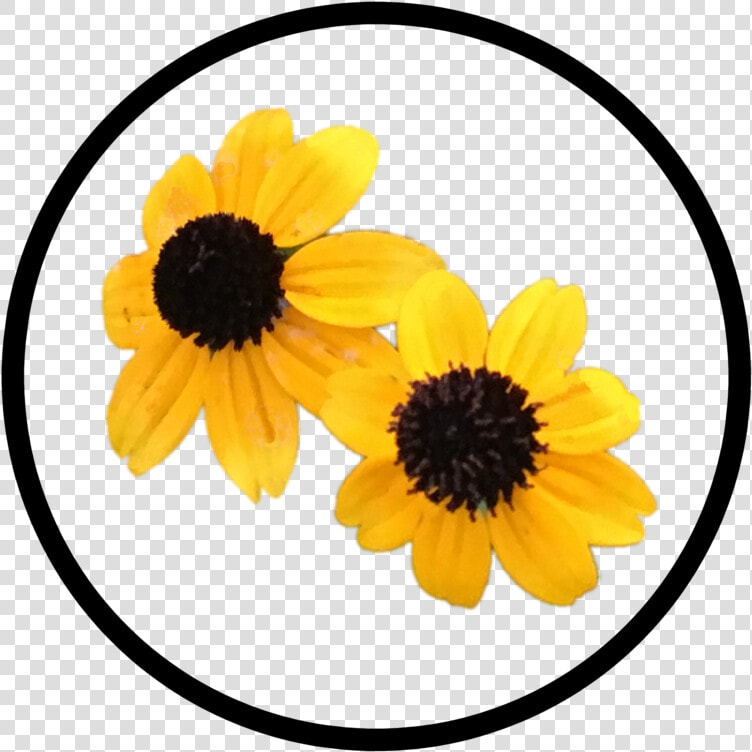 Yellow Flower Button   Black eyed Susan  HD Png DownloadTransparent PNG