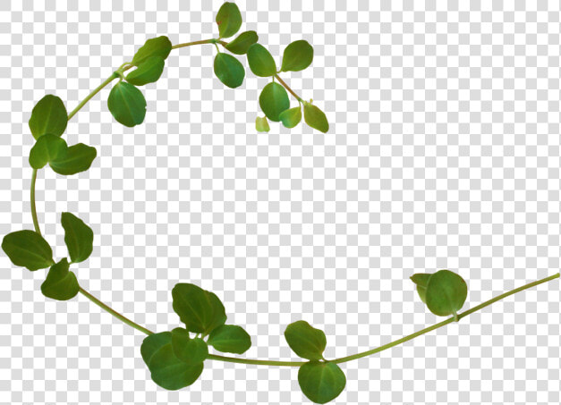 Vine Plant Clip Art   Portable Network Graphics  HD Png DownloadTransparent PNG