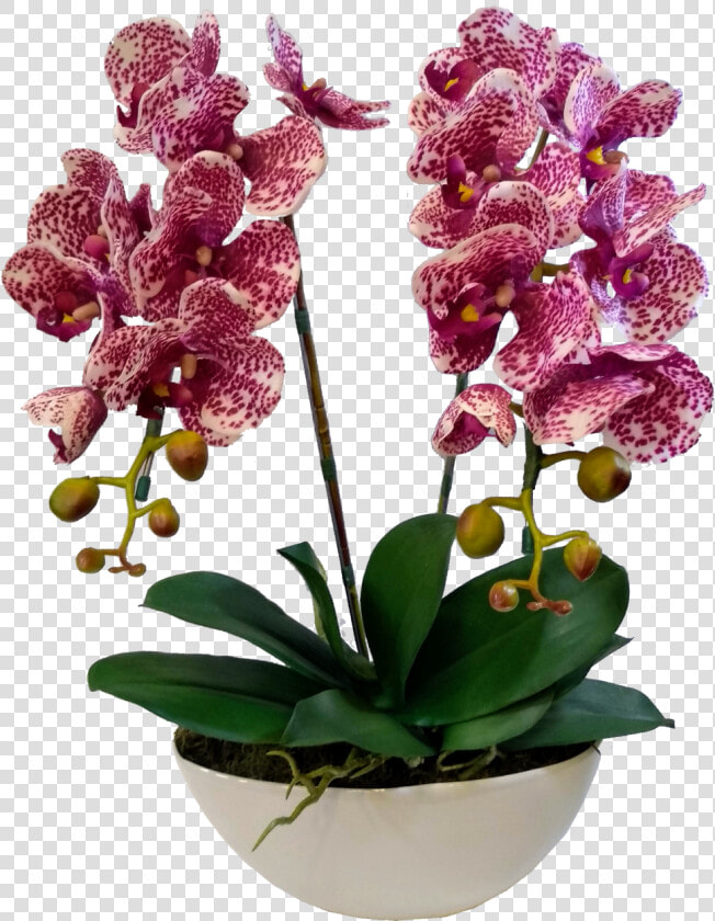 Orchids Of The Philippines  HD Png DownloadTransparent PNG