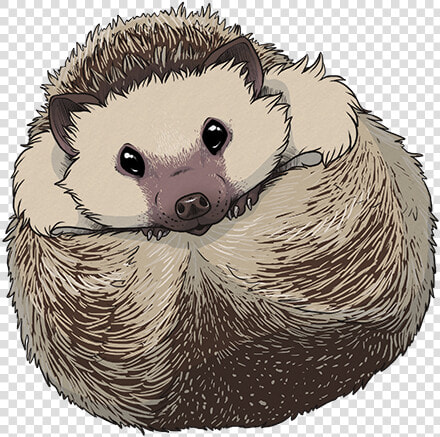 Hedgehog Sticker   Hedgehog Drawing Transparent  HD Png DownloadTransparent PNG