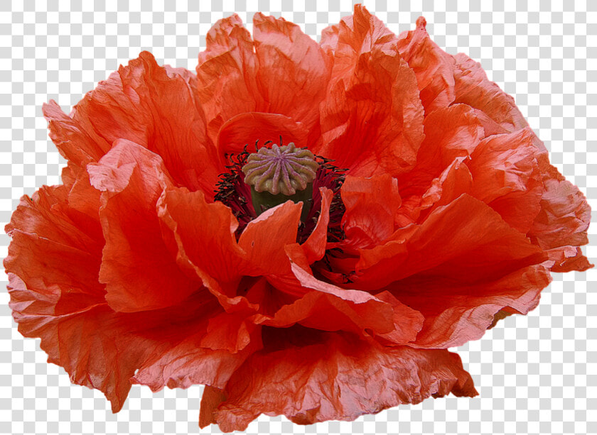 Poppy  Red Flowers  Transmission  Flowers   Fiori Rossi Png  Transparent PngTransparent PNG