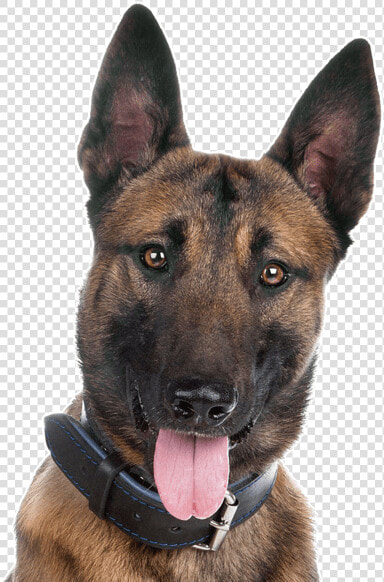 Malinois Dog German Shepherd  HD Png DownloadTransparent PNG