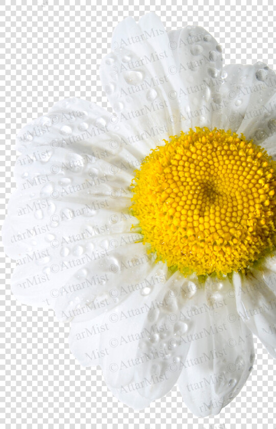 Rain Flower By Attar Mist   Chamomile  HD Png DownloadTransparent PNG