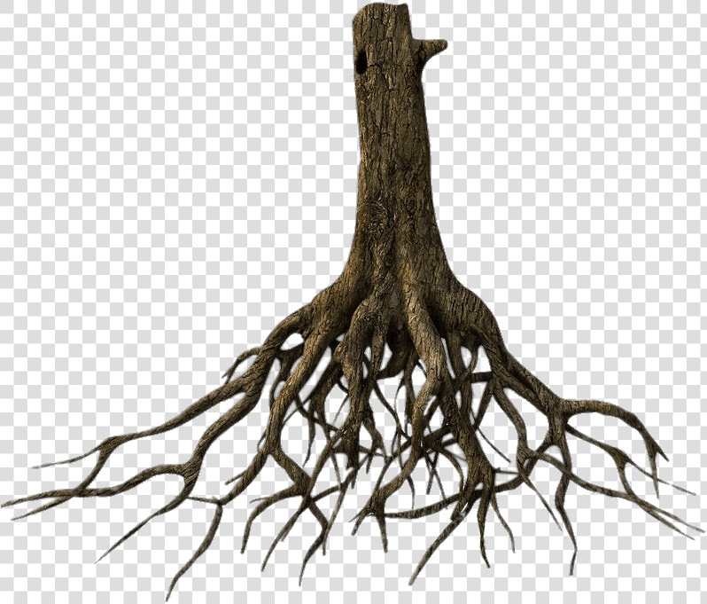 Lower Tree Trunk And Roots   Tree Roots Png  Transparent PngTransparent PNG