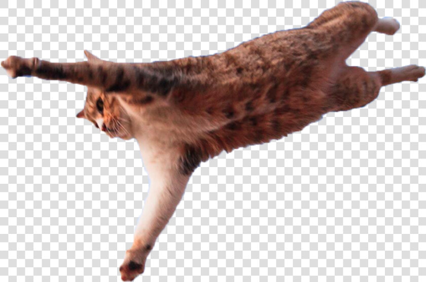 Jumping Cat Png   Cat Leap Of Faith  Transparent PngTransparent PNG