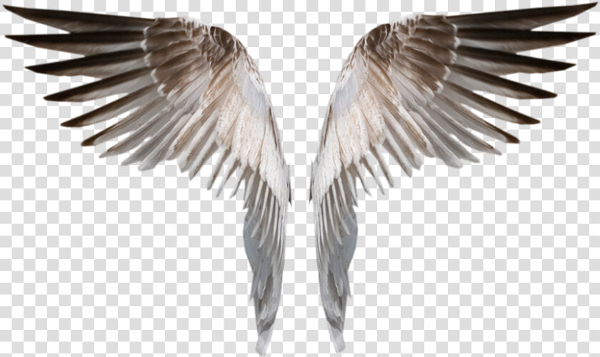 Burned Angel Wings Png Deviant  Transparent PngTransparent PNG