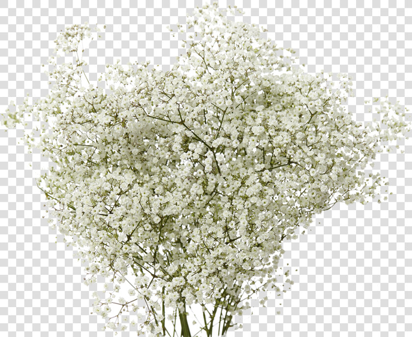 Gypsophila Baby  39 s Breath Png  Transparent PngTransparent PNG