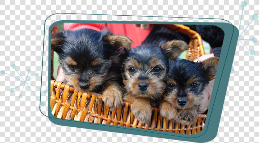 Cute Yorkie Puppies  HD Png DownloadTransparent PNG