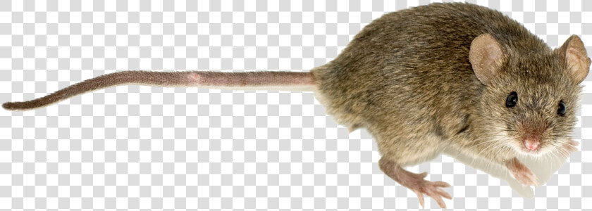 Mus Musculus  HD Png DownloadTransparent PNG