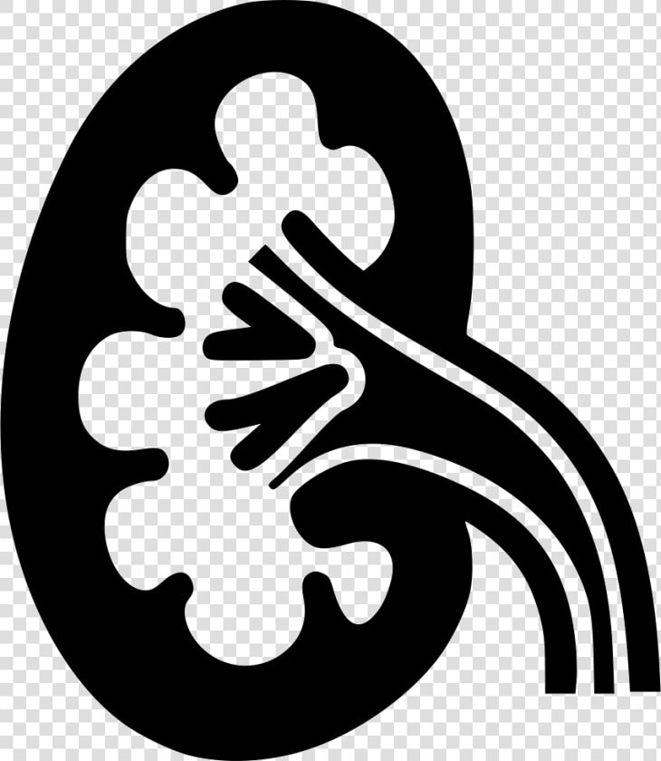 Kidney   Kidney Png Black And White  Transparent PngTransparent PNG