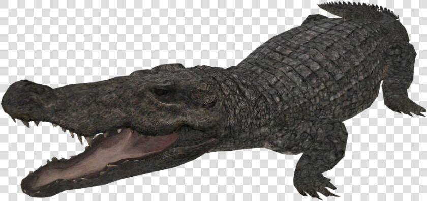 Snap Mugger Crocodile Creatures Of The World Wikia   Zt2 Mugger Crocodile  HD Png DownloadTransparent PNG