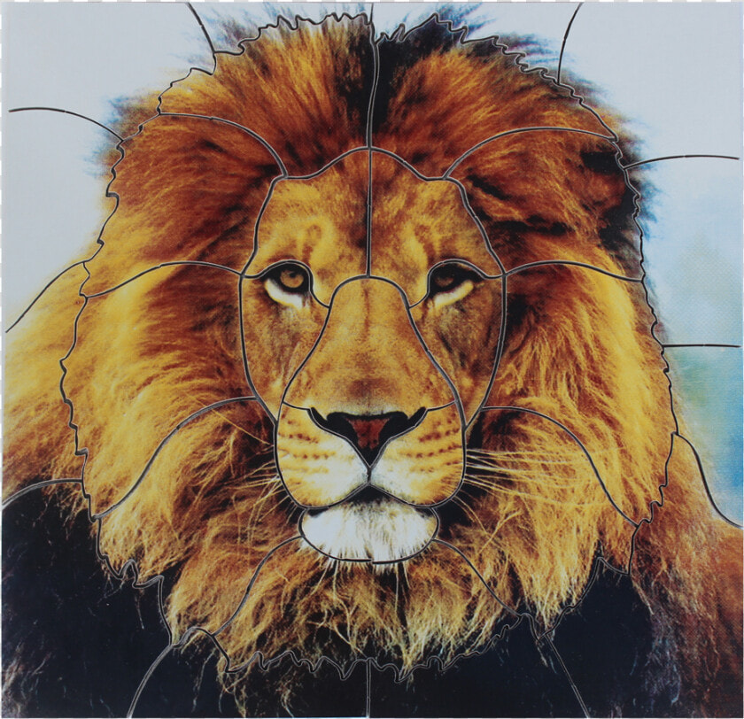 Lion   Wildlife Heritage Foundation  HD Png DownloadTransparent PNG