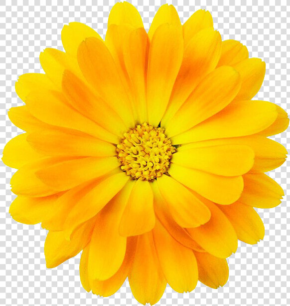  yellow  bloom  frame  flower  border  flowers  white   Yellow Flower With Transparent Border  HD Png DownloadTransparent PNG