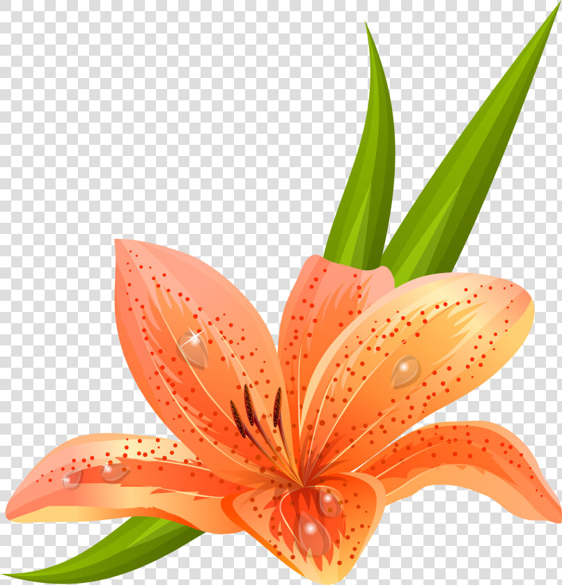 Orange Lilium Png Clipart Picture  Transparent PngTransparent PNG