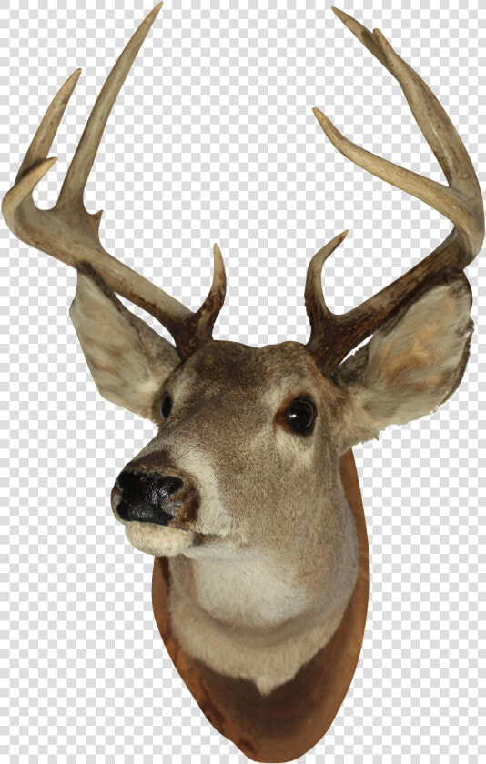 Vintage White Tail Deer   Mounted Deer Head Png  Transparent PngTransparent PNG