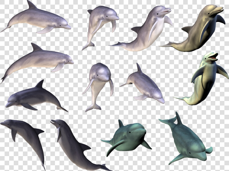 Dolphin Tricks Png Hd  Transparent PngTransparent PNG