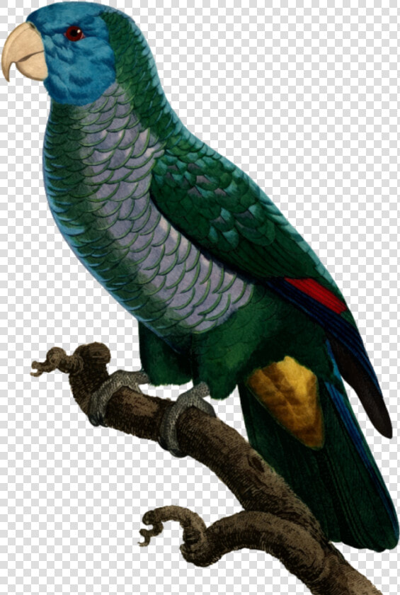 Parrot   Png Download   Saint Lucia Parrot Png  Transparent PngTransparent PNG