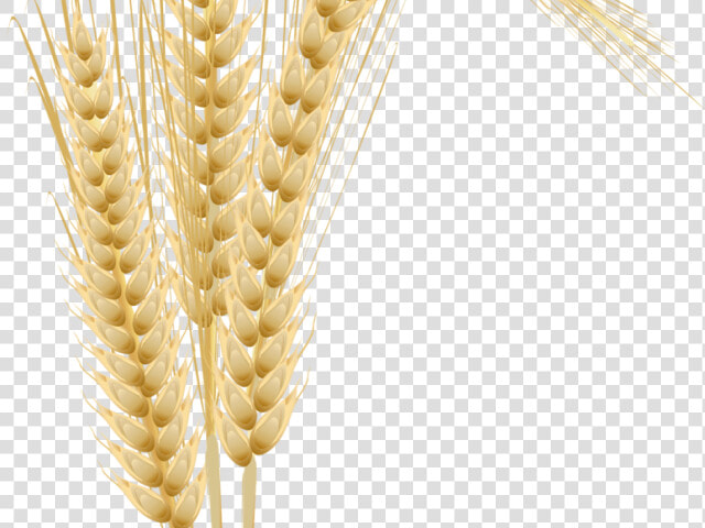 Transparent Whole Grains Clipart   Пнг Колосьев  HD Png DownloadTransparent PNG