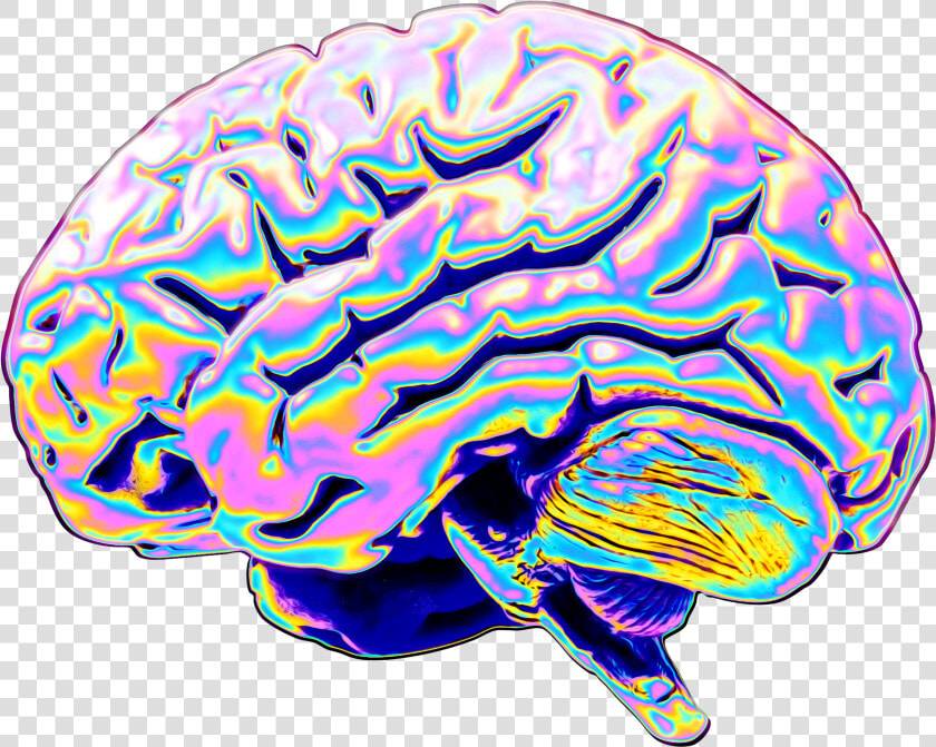 Cartoon Parietal Lobe  HD Png DownloadTransparent PNG