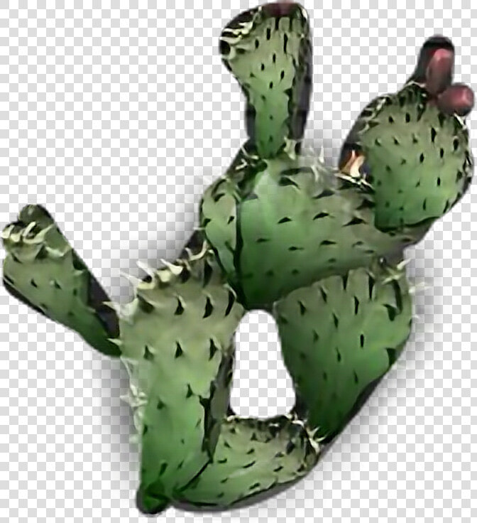  cactus Plant   Eastern Prickly Pear  HD Png DownloadTransparent PNG