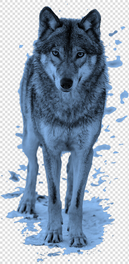  mq  blue  wolf  animal  animals  wolfs   Wolf Png  Transparent PngTransparent PNG