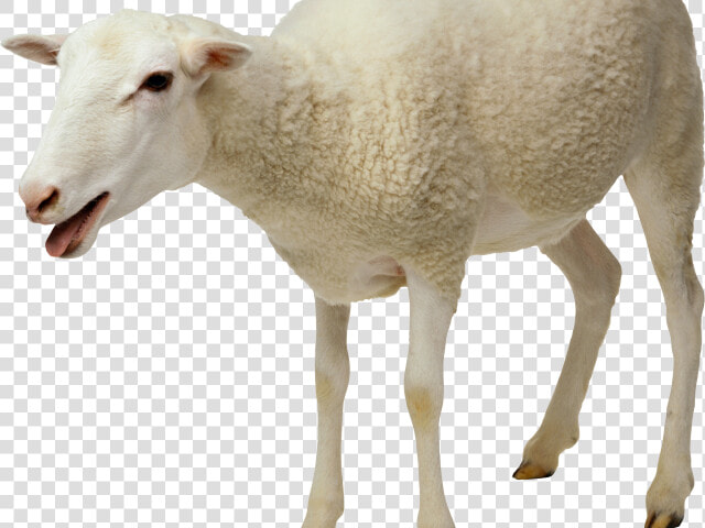 Indian Clipart Sheep   Food In Cow And Sheep  HD Png DownloadTransparent PNG