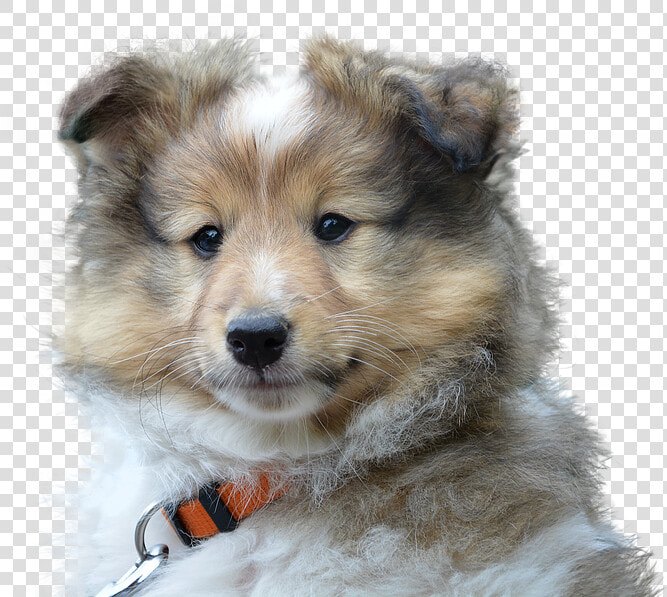 Dog  Cute  Isolated  Pet  Portrait  Sad  Young   Dog Portrait Transparent  HD Png DownloadTransparent PNG