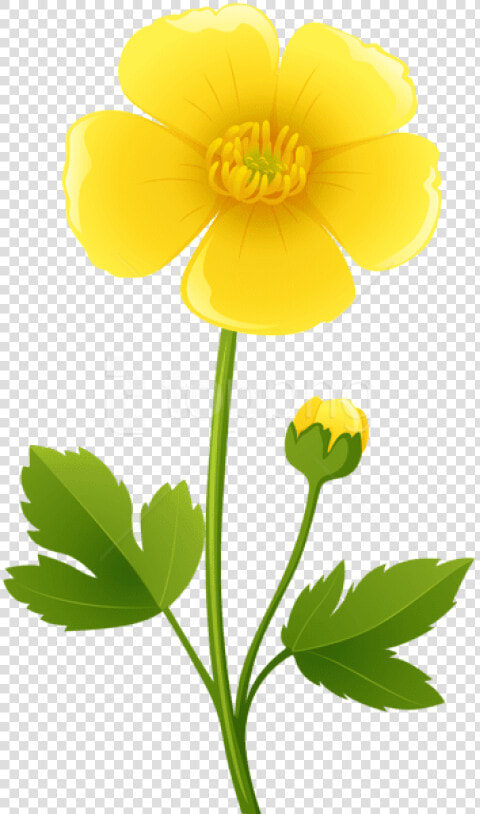 Beautiful Download Yellow Flower Transparent Png Images   Buttercup Clipart  Png DownloadTransparent PNG