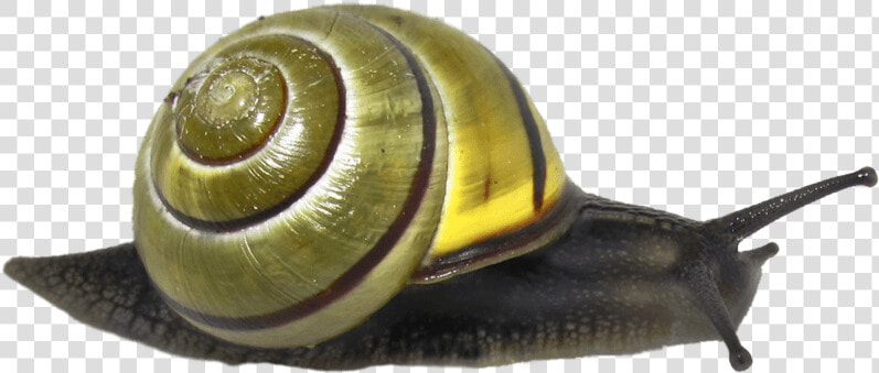 Caracol Verde   Snail Png  Transparent PngTransparent PNG