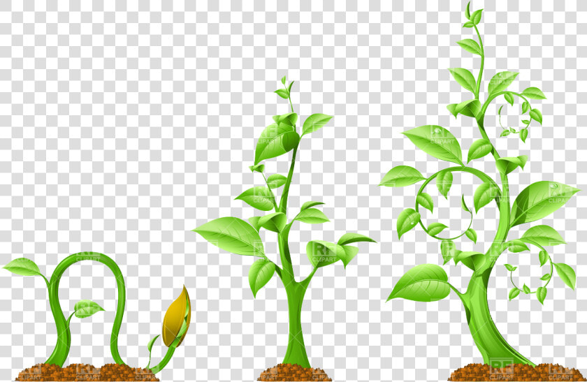 Transparent Plant Vector Png   Plant Growth Clip Art  Png DownloadTransparent PNG