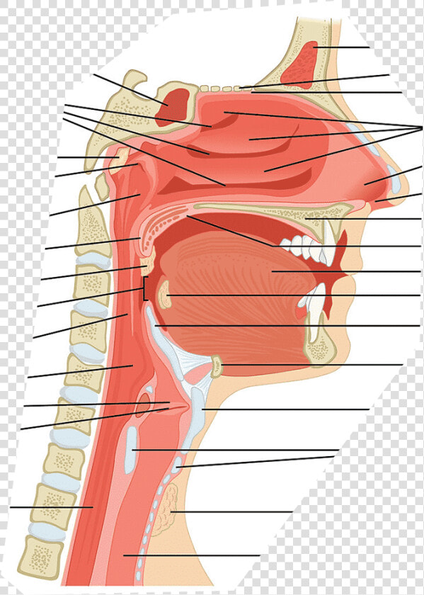 Respiratory System Hard Palate  HD Png DownloadTransparent PNG