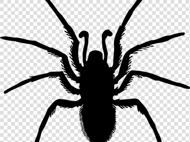 Spider Bug Silhouette   Transparent Cartoons   Spider Silhouette Transparent Background  HD Png DownloadTransparent PNG