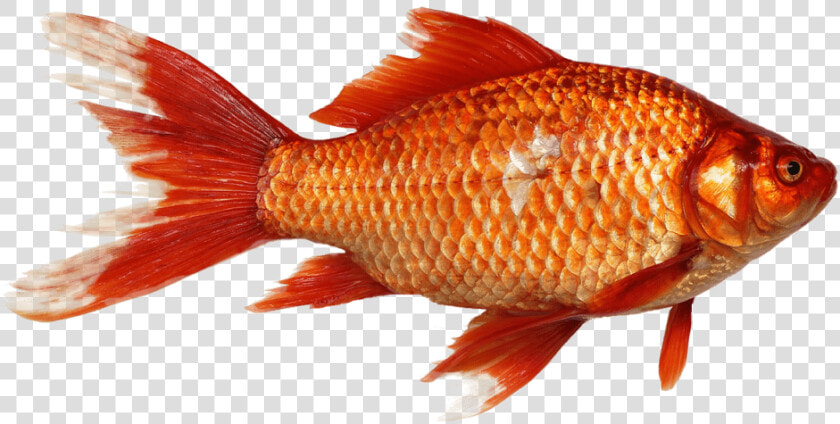 Goldfish  Carp  Fish  Transparent Background  Orange   Fish Png  Png DownloadTransparent PNG