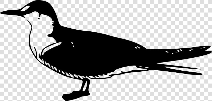 Sooty Tern Clip Arts   Bird Clip Art  HD Png DownloadTransparent PNG