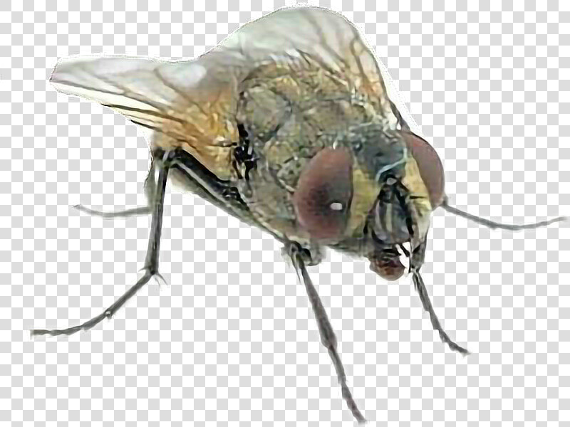  mosca   Mosca Y Mosco  HD Png DownloadTransparent PNG