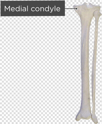 Tibia And Fibula   Tibia And Fibula Posterior View  HD Png DownloadTransparent PNG