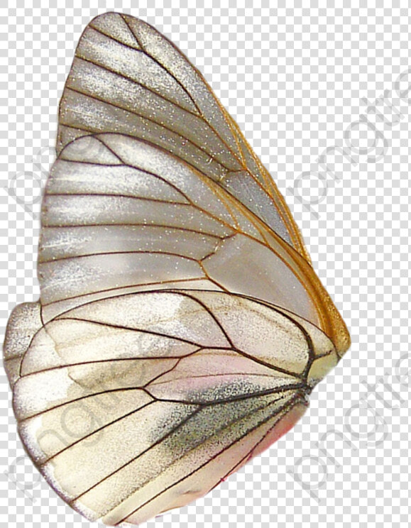 Butterfly Wings Clipart Wing   Butterfly Wings Png  Transparent PngTransparent PNG