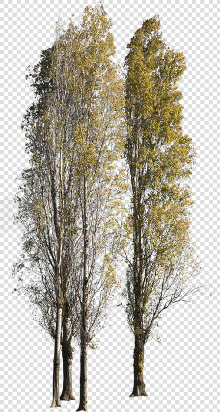 Black Poplar Tree Png  Transparent PngTransparent PNG