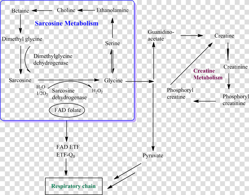 Sarcosine glycine Pathway   Glycine Sarcosine  HD Png DownloadTransparent PNG