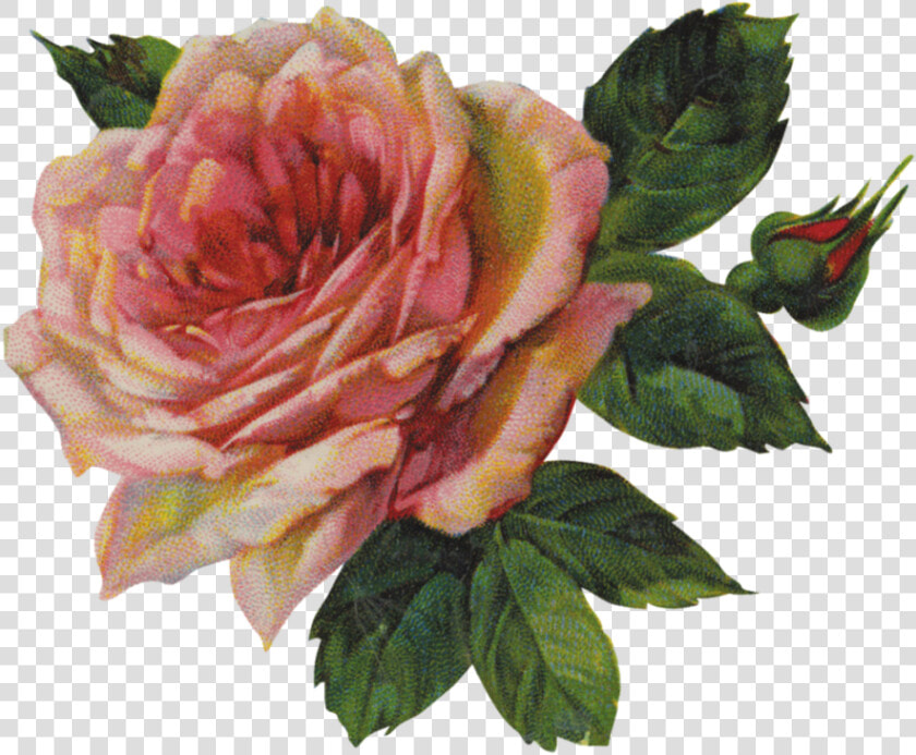 Pink Rose Png Image   Bloom Flower Troye Sivan  Transparent PngTransparent PNG